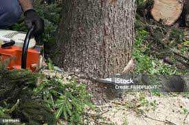 How Our Tree Care Process Works  in  Pupukea, HI