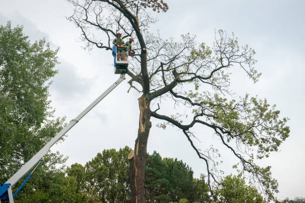 Best Arborist Consultation Services  in Pupukea, HI