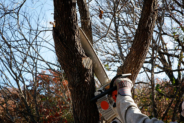 Best Tree Maintenance Programs  in Pupukea, HI